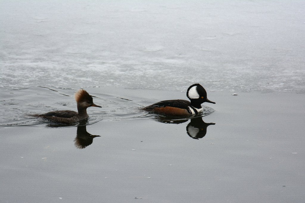 Duck, Hooded Merganser, 2014-03289927 Flint Pond, MA.JPG - Hooded Merganser. Flint Pond, Worcester, MA, 3-28-2014